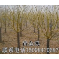 低價供應(yīng)：苦楝小苗 冬紅白蠟半成品 速生國槐當(dāng)年苗