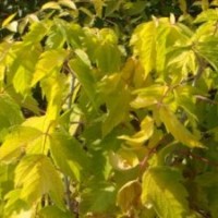 河北哪里的矮干金葉榆品種好