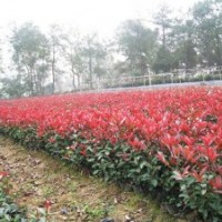 紅花繼木小苗，毛杜鵑小苗，桂花小苗，紅葉石楠小苗，夏鵑小苗