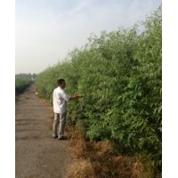 出售竹柳、蜀儈、紫薇、櫻花當(dāng)年苗