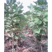 大量供應(yīng)各種規(guī)格，法桐苗