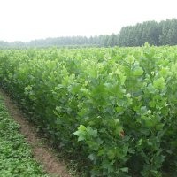 出售1--3米高法桐小苗