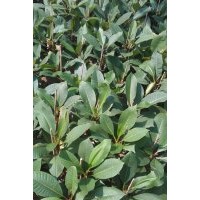 出售紅雞蛋花苗30--40CM高