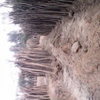 山東國(guó)槐價(jià)格