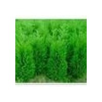 側(cè)柏 側(cè)柏苗價格 側(cè)柏銷售 山西側(cè)柏苗