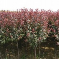 出售紅葉李 紫葉李0.5——5cm