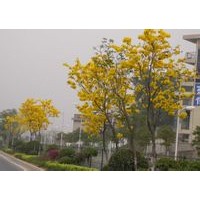 黃花風(fēng)鈴木小苗批發(fā)