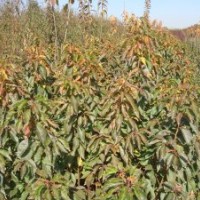 櫻占王|櫻占王價格|泰安櫻占王