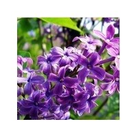 供應(yīng)丁香，薔薇，連翹，木槿