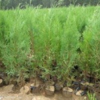 1-3年白皮松 油松 華山松 側(cè)柏【營養(yǎng)杯】