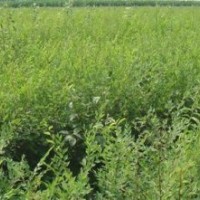 供應(yīng)三年生白榆苗