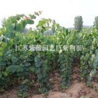 巨紫荊苗園林中高大喬木巨紫荊樹(shù)苗巨紫荊花苗北方耐寒觀花喬木