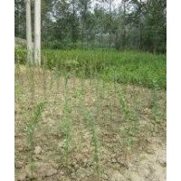 紫薇苗批發(fā)當(dāng)年紫薇苗1米高紫薇苗紫薇苗經(jīng)銷商