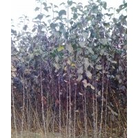 供應(yīng)高原之火海棠 牡丹海棠 亞當(dāng)海棠 印第安魔力海棠