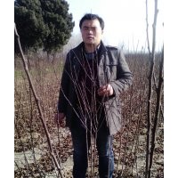 低價供應(yīng)紅葉碧桃、紅葉李、紫葉李、紫葉稠李、美人梅、榆葉梅等