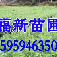 杉木苗價(jià)格 福建杉木苗 江西杉木苗