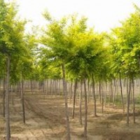 金枝白蠟樹苗3-5m_價(jià)格80元/左右