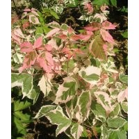 供應彩葉杞柳 火烈鳥復葉槭 金葉復葉槭