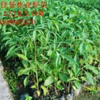 買紅花木棉樹苗紅花木棉種苗紅花木棉種子到廣州佳景苗圃