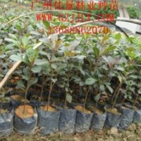 小葉欖仁營(yíng)養(yǎng)苗小葉欖仁小袋苗小葉欖仁種子價(jià)格優(yōu)惠中