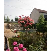 供應(yīng)高干月季，品種月季