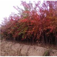 專供五角楓，蘋果樹，國槐等