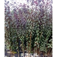 紅楓、雞爪槭、櫻花、西府海棠、青楓、紅葉李、紅花紫薇