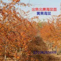 123蘋果苗、寒富蘋樹苗、北美海棠苗