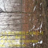 供應(yīng)山東速生法桐 0.6-4公分