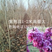 1-2米高紫荊樹苗春季3月開花綠化樹苗滿條紅苗
