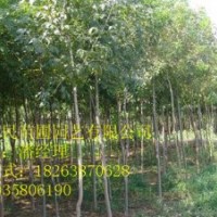 供應山東泰安白蠟 0.5-3公分