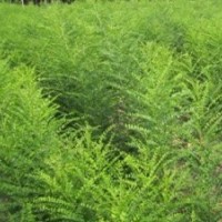 綠化苗木貨源地直銷國槐苗 國槐苗最新價(jià)格