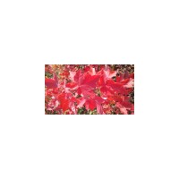 山東紅點(diǎn)紅楓 紅點(diǎn)紅楓價(jià)格優(yōu)惠 紅點(diǎn)苗價(jià)格 紅點(diǎn)扦插苗