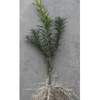 曼迪亞紅豆衫、紅豆杉苗、山東曼迪亞紅豆衫苗