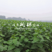 大量供應(yīng)全紅楊、華龍楊扦插段，質(zhì)量有保證，惠！