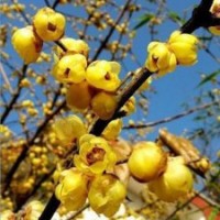 1米高臘梅苗基地直銷庭院園林最美黃梅花苗量大優(yōu)惠