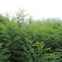 紫葉矮櫻、紫葉李、白蠟苗、火炬苗、國槐苗