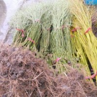 竹柳苗 垂柳苗 梨樹 蘋果樹 等 （綠化樹苗.占地樹）