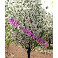 海棠種子，八棱海棠種子，八棱海棠樹