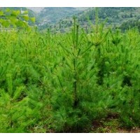 供應優(yōu)質(zhì)山西白皮松側柏白皮松華山松