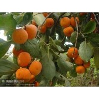 銷(xiāo)售柿子苗