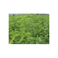 供大量?jī)?yōu)質(zhì)國(guó)槐苗、油松苗、核桃苗