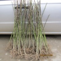 50厘米高白玉蘭小苗大甩賣3元一株