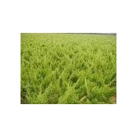 綠化苗木小龍柏