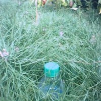 供應(yīng)樟子松各種小苗、營養(yǎng)杯苗