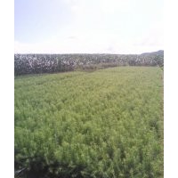 出售云杉云杉苗 樟子松 紅松 黑松