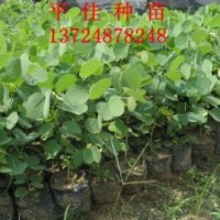 宮粉紫荊優(yōu)質(zhì)綠化種苗大量低貨價出售提供專業(yè)培育技術(shù)歡迎詢價