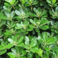 山西苗圃冬青苗 冬青苗價(jià)格 冬青苗圖片