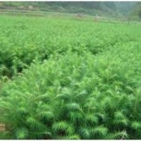 各種江西綠化苗木 紅豆杉 紫薇 造林苗杉苗 濕地松