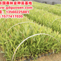 金花風鈴木—金花風鈴木小苗